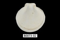 藏品(日月蛤)的圖片